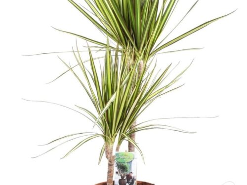 Dracaena marginata -Sunray-