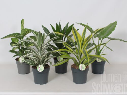 Zimmerpflanzen gemischt sonstig 9917