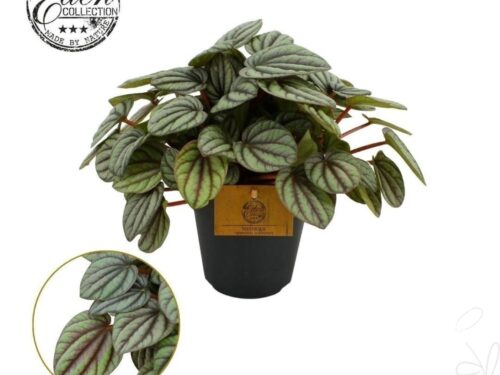 Peperomia sonstig Mistique