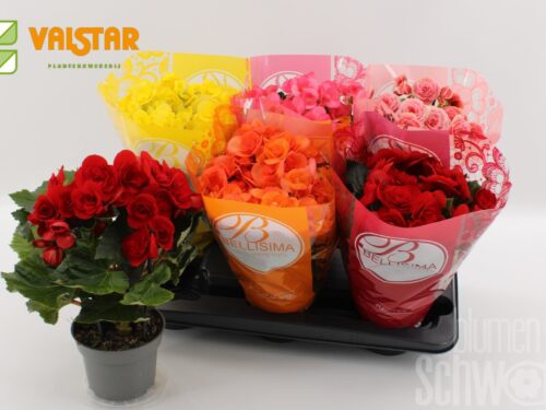 Begonia (Elatior Grp) gefüllt blühend gemischt