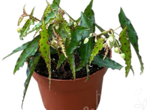 Begonia sonstig Amphioxis