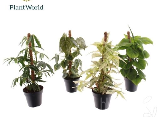 Zimmerpflanzen gemischt sonstig Mosstok