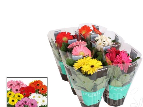 Gerbera gemischt