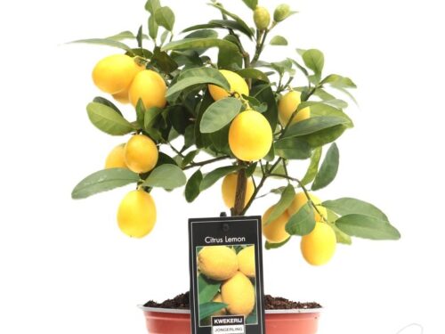 Citrus limon