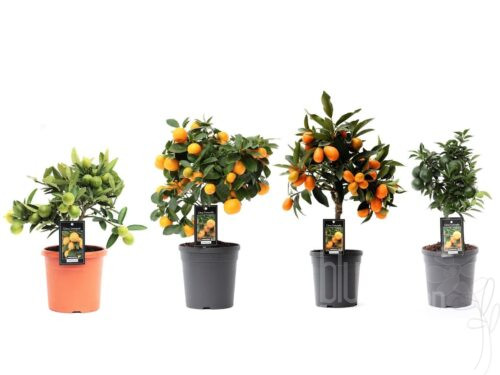 Citrus microcarpa mixed
