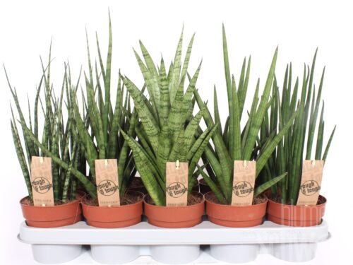 Sansevieria cylindrica sonstig Luxe mixed