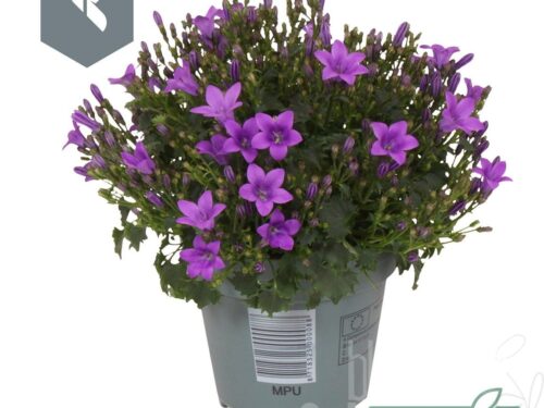 Campanula portenschlagiana Ambella Intens Purple