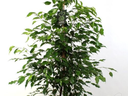 Ficus benjamina -Exotica-