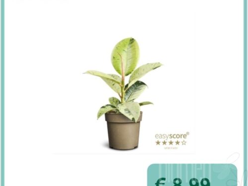 Ficus elastica sonstig