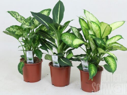 Dieffenbachia sonstig gemischt