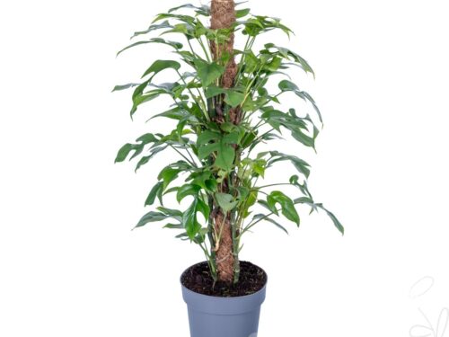 Philodendron sonstig Minima