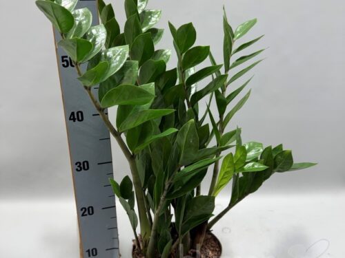 Zamioculcas zamiifolia