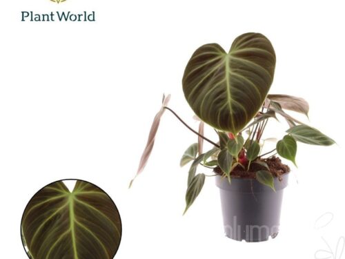 Philodendron sonstig Choco Red