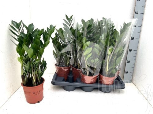 Zamioculcas zamiifolia