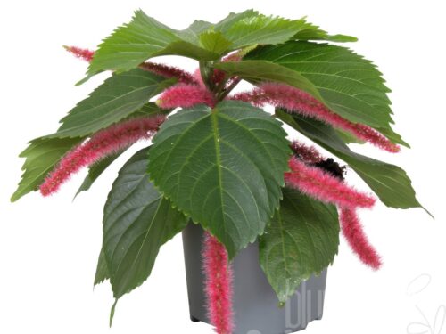 Acalypha hispida