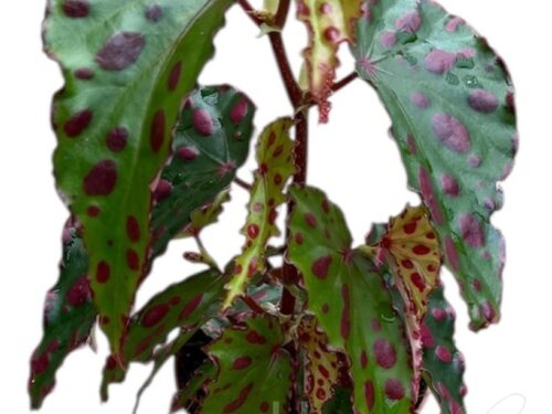 Begonia sonstig pink Dotty