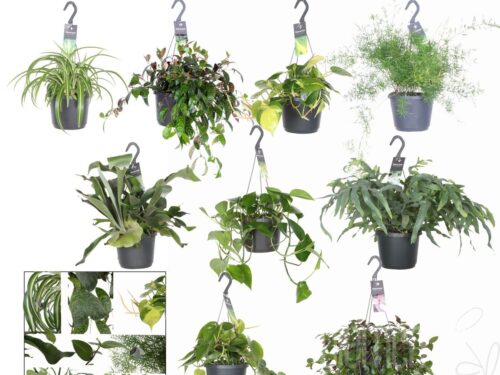 Hängepflanzen gemischt sonstig
