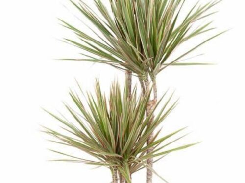 Dracaena marginata Bicolor