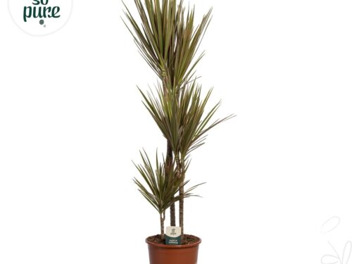 Dracaena marginata Bicolor