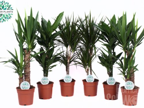 Zimmerpflanzen gemischt grün 4 sorten