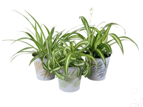 Chlorophytum gemischt