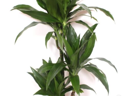 Dracaena fragrans Janet Craig