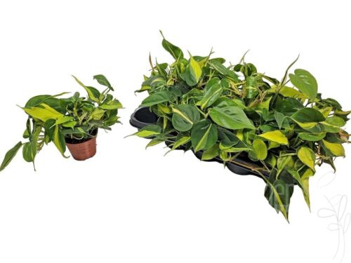 Philodendron scandens -Brasil-