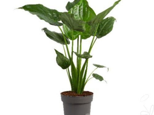Alocasia cucullata