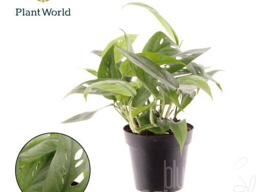 Epipremnum pinnatum -Cebu Blue-