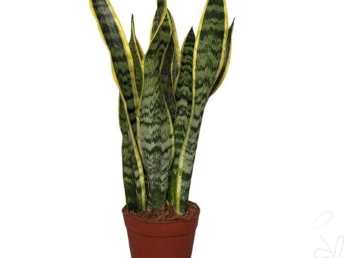 Sansevieria trifasciata -Laurentii-