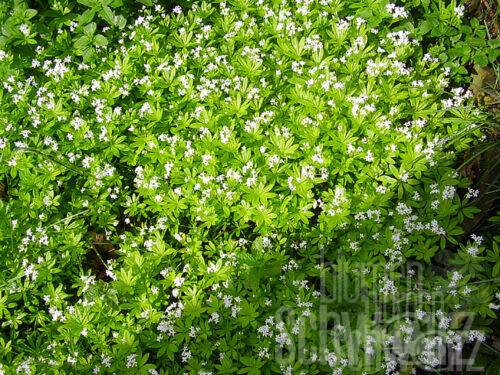 Asperula odorata, Waldmeister