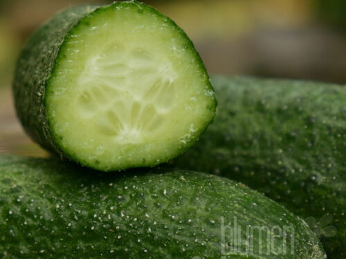 Cucumis sativus Liefje - Einlegegurke