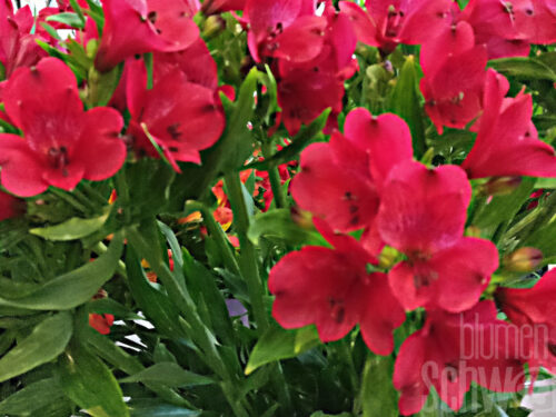 Alstroemeria Garden Summer Heat - Rote Rosa Inkalilie