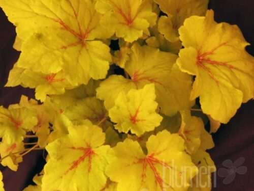Heucherella Tropico, Gelbblättriges Purpurglöckchen