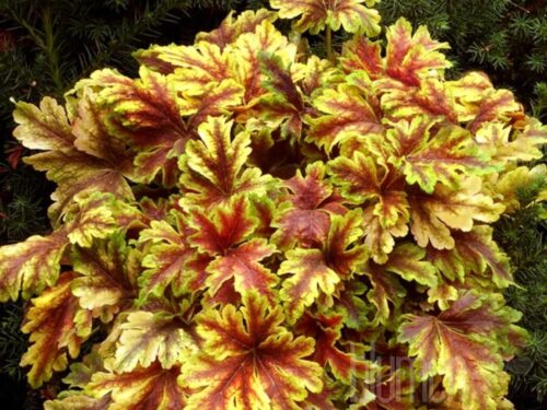 Heucherella Gold Zebra, Gelbblättriges Purpurglöckchen