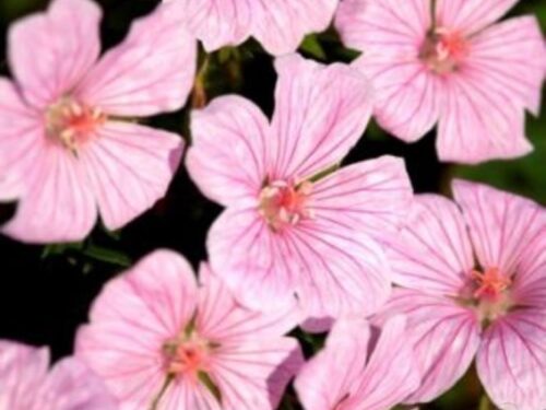 Geranium Pink Pouffe, Rosa Storchschnabel