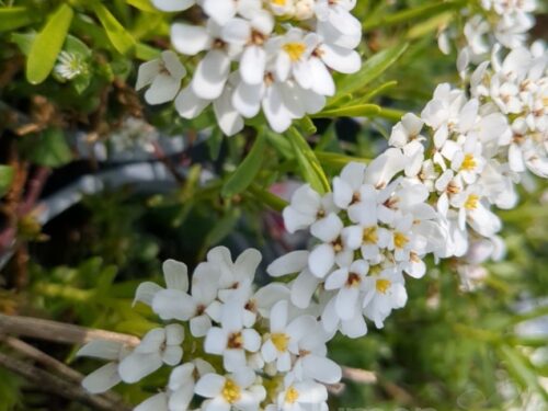 Iberis Zwergschneeflocke - Immergrüne Schleifenblume