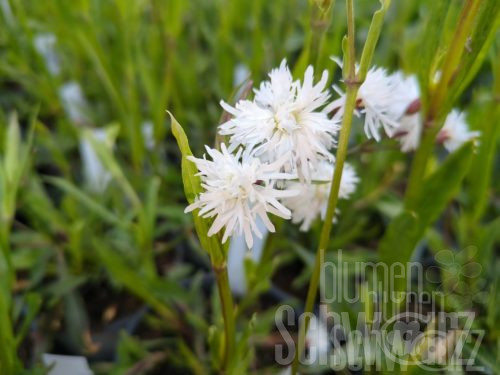Lychnis Petite Henri, Lichtnelke