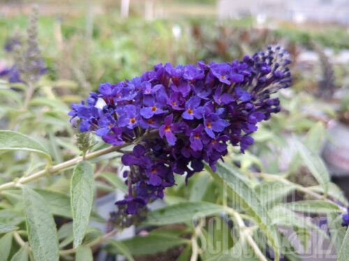 Buddleja Summerbird Blue, Blauer Zwerg-Sommerflieder