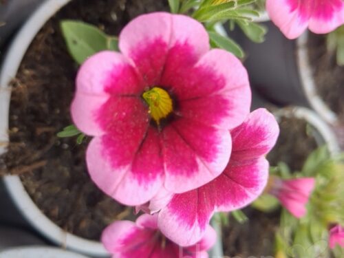Calibrachoa Pflanze des Jahres 2026