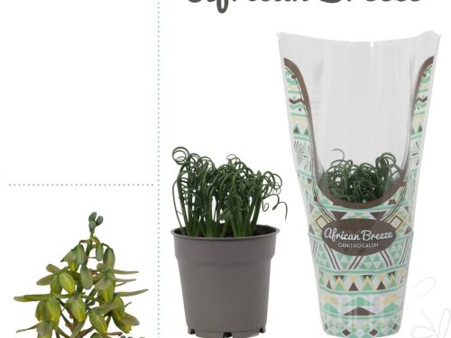 Albuca spiralis -Frizzle Sizzle-