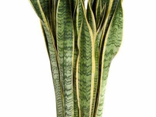 Sansevieria trifasciata -Laurentii-