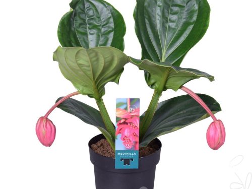 Medinilla magnifica -Flamenco-