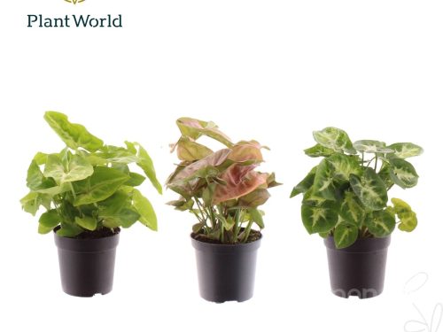 Syngonium gemischt