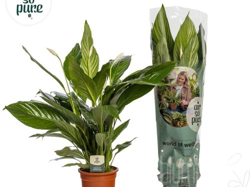 Spathiphyllum Bingo Cupido