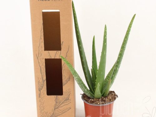 Aloe vera