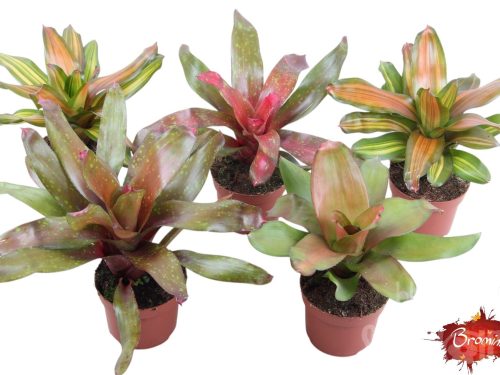 Neoregelia gemischt