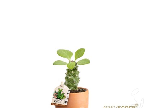 Euphorbia ritchiei Raw Terracotta
