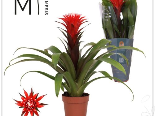 Guzmania Hope