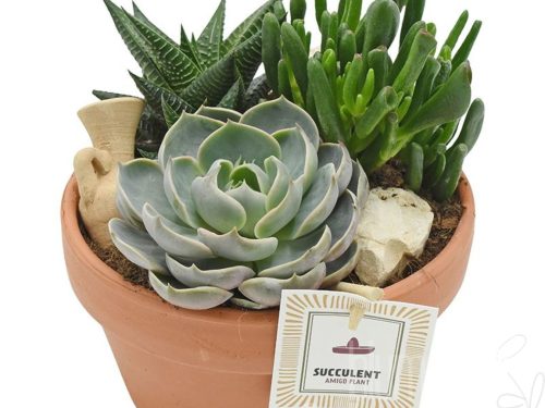 Arrangementen succulenten AT 07